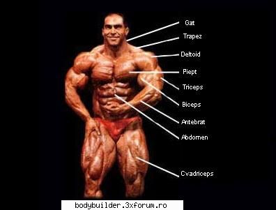 Grupe musculare - Partea frontala - Exercitii pentru culturism