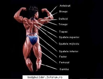Grupe musculare - Partea posterioara - Exercitii pentru culturism