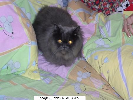 hugemusclexxl (4) - Profile personale